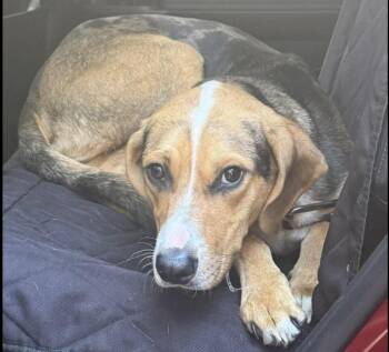 Rescue Beagle Dogs for Adoption in Crossville, Tennessee - Opie | PetCurious