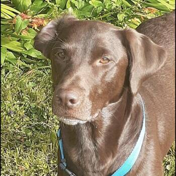 Boog - Foster or Adopter -  Labrador Retriever Dog for Adoption in San Francisco, California - Boog - Foster Or Adopter | PetCurious
