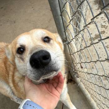 Rescue Shepherd Dogs for Adoption in Collinsville, Oklahoma - Willow | PetCurious