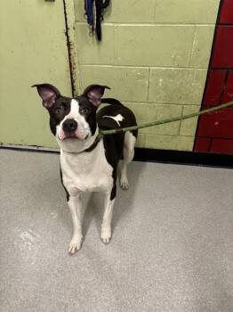 Pit Bull Terrier Dogs Available for Adoption - DULCE | PetCurious