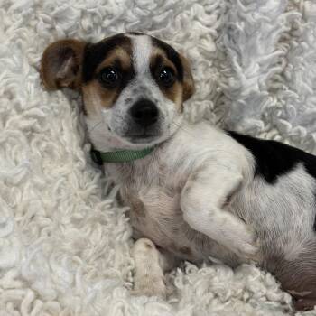 Luigi -  Dachshund and Chihuahua Dog for Adoption in Bardstown, Kentucky - Luigi | PetCurious