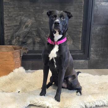 Molly -  Pit Bull Terrier and Mixed Breed Dog for Adoption in Rochester, Minnesota - Molly | PetCurious