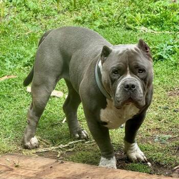 Boomer -  American Bully Dog for Adoption in Benbrook, Texas - Boomer | PetCurious