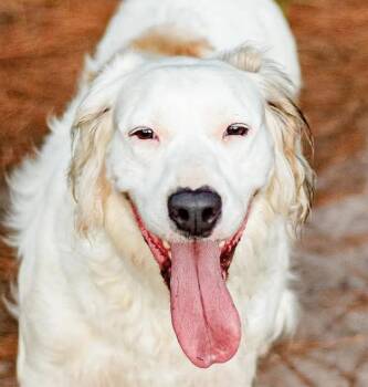 Rescue Golden Retriever Dogs for Adoption in Houston, Texas - Snow | PetCurious