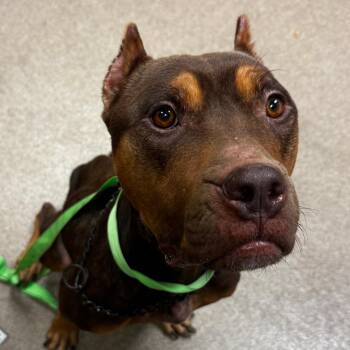 Maggie -  Pit Bull Terrier Dog for Adoption in Hinesville, Georgia - Maggie | PetCurious