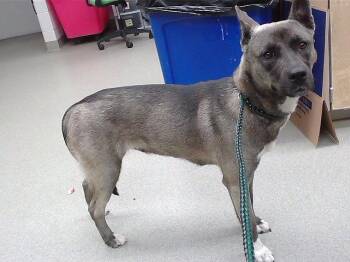 FRINGE -  German Shepherd Dog and Mixed Breed Dog for Adoption in Omaha, Nebraska - FRINGE | PetCurious