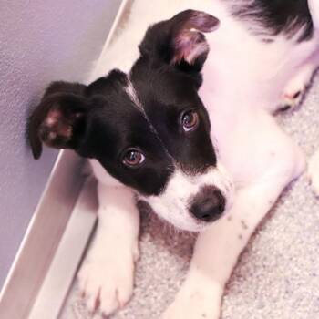 Mixed Breed Dogs Available for Adoption in Port Washington, New York - Lincoln | PetCurious