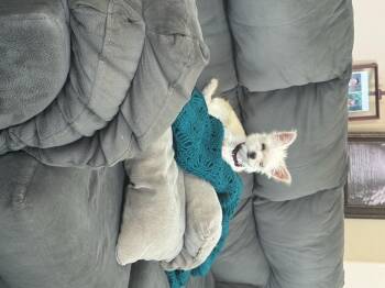 Monroe -  Maltese and Chihuahua Dog for Adoption in Garland, Texas - Monroe | PetCurious