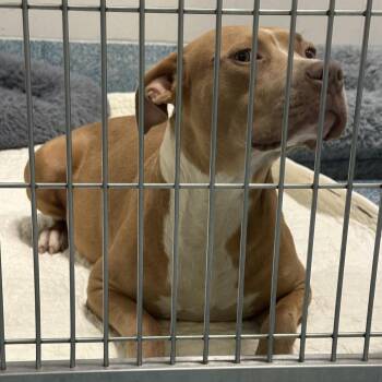 Derby -  Pit Bull Terrier Dog for Adoption in Greensboro, North Carolina - Derby | PetCurious
