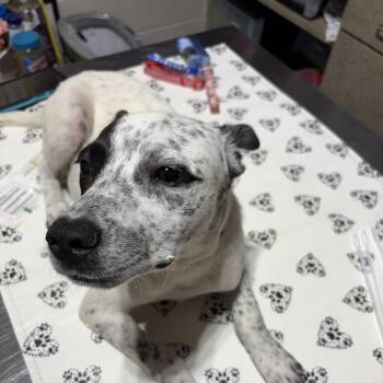 Lucky -  Mixed Breed Dog for Adoption in Milton, Florida - Lucky | PetCurious
