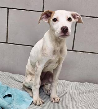 Grape Vine -  Mixed Breed Dog for Adoption in Nashville, Tennessee - Grape Vine | PetCurious