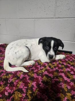 Terrier and Mixed Breed Dogs Available for Adoption - FRANCES | PetCurious