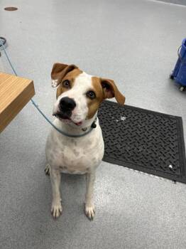 MILLIE -  Foxhound and Mixed Breed Dog for Adoption in Indianapolis, Indiana - MILLIE | PetCurious