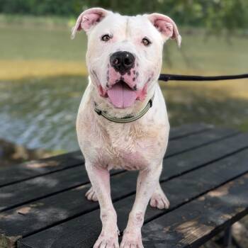 Poncho 06-1218 -  American Bulldog Dog for Adoption in Tyrone, Georgia - Poncho 06-1218 | PetCurious