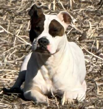 Boxer and Mixed Breed Dogs Available for Adoption - Hudson | PetCurious