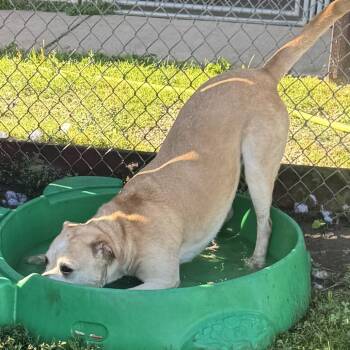 Raja -  Yellow Labrador Retriever Dog for Adoption in Rock Falls, Illinois - Raja | PetCurious