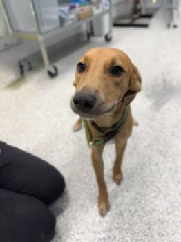 Arkansas - 1 -  Hound and Mixed Breed Dog for Adoption in Daytona Beach, Florida - Arkansas - 1 | PetCurious