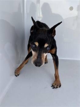 A661921 -  Miniature Pinscher and Mixed Breed Dog for Adoption in Houston, Texas - A661921 | PetCurious