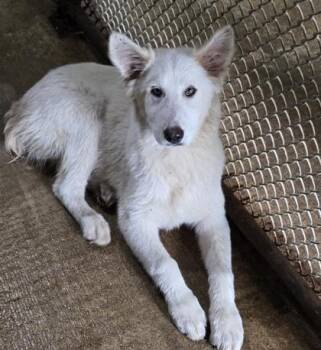Winter -  Mixed Breed Dog for Adoption in Bedford, Indiana - Winter | PetCurious