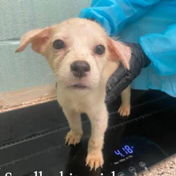 SASS 3614 -  Husky and Mixed Breed Dog for Adoption in Loxahatchee Groves, Florida - SASS 3614 | PetCurious