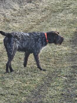 German Wirehaired Pointer Dogs Available for Sale - Katie | PetCurious
