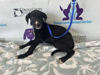 Labrador Retriever and Mixed Breed Dogs Available for Adoption - A591969 | PetCurious