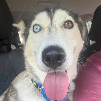 Jaya -  Siberian Husky Dog for Adoption in Olathe, Kansas - Jaya | PetCurious