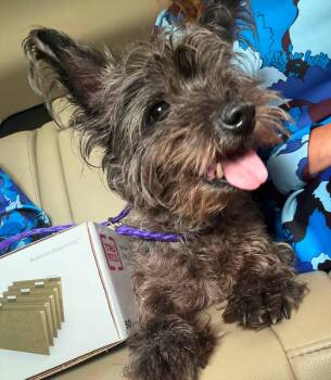 Gigi -  Yorkshire Terrier and Cairn Terrier Dog for Adoption in Broken Arrow, Oklahoma - Gigi | PetCurious