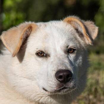 Border Collie Dogs Available for Adoption in San Andreas, California - Jaycee | PetCurious
