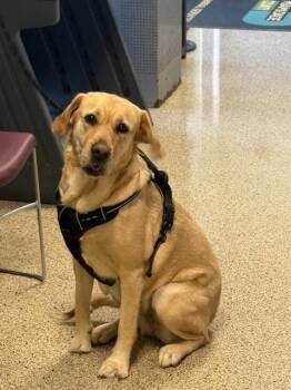 Labrador Retriever Dogs Available for Adoption in Doral, Florida - MAXINE | PetCurious