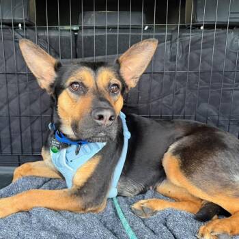 Breezy -  Mixed Breed and Shepherd Dog for Adoption in Madison, Wisconsin - Breezy | PetCurious