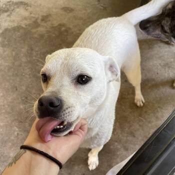 Rescue Terrier Dogs for Adoption in Fresno, California - Chevy | PetCurious