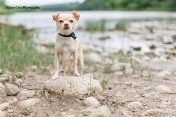 Poco -  Chihuahua Dog for Adoption in Drumbo, Ontario - Poco | PetCurious