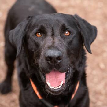 Cooper -  Black Labrador Retriever Dog for Adoption in Chester Springs, Pennsylvania - Cooper | PetCurious