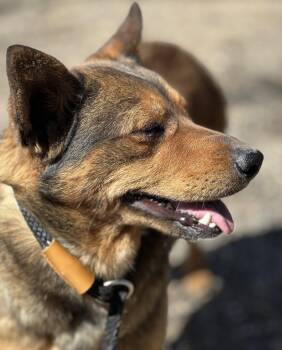 Nikki -  German Shepherd Dog and Chihuahua Dog for Adoption in Las Vegas, New Mexico - Nikki | PetCurious