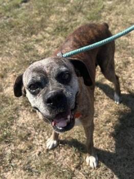 Brittney -  Boxer Dog for Adoption in Denver, Colorado - Brittney | PetCurious
