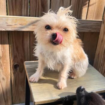 Pixie -  Shih Tzu and Wirehaired Terrier Dog for Adoption in Austin, Texas - Pixie | PetCurious