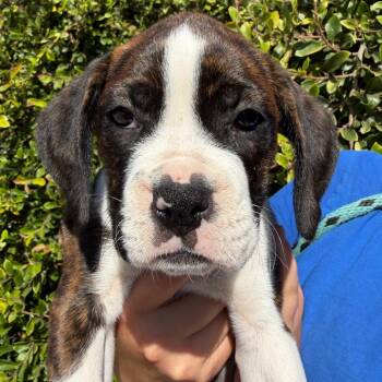 Mango -  Boxer and Mixed Breed Dog for Adoption in Goleta, California - Mango | PetCurious
