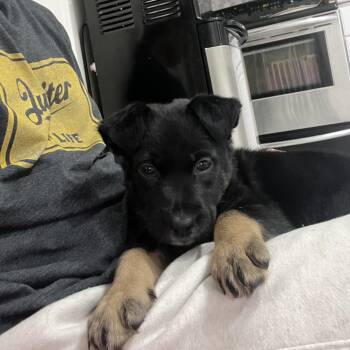 Coal -  German Shepherd Dog and Border Collie Dog for Adoption in Hobe Sound, Florida - Coal | PetCurious