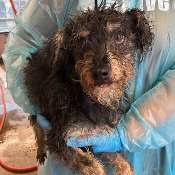 Rescue Terrier and Mixed Breed Dogs for Adoption in San Antonio, Texas - Caleb | PetCurious