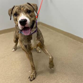 American Staffordshire Terrier and Mixed Breed Dogs Available for Adoption in Aurora, Colorado - HICKORY | PetCurious