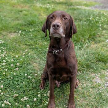 Chocolate Labrador Retriever Dogs Available for Adoption in Spring Hill, Tennessee - Roy | PetCurious