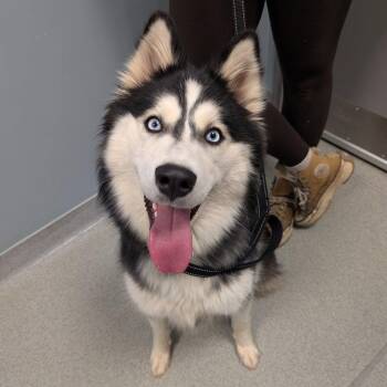 Husky Dogs Available for Adoption in New Castle, Delaware - Birdie | PetCurious