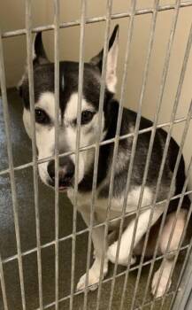 Dieter -  Siberian Husky Dog for Adoption in Vancouver, Washington - Dieter | PetCurious