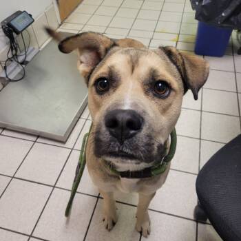 Rescue Mixed Breed Dogs for Adoption in Charleston, West Virginia - Captain | PetCurious