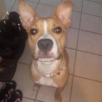 Pit Bull Terrier and Boxer Dogs Available for Adoption in Saratoga Springs, New York - Layla | PetCurious