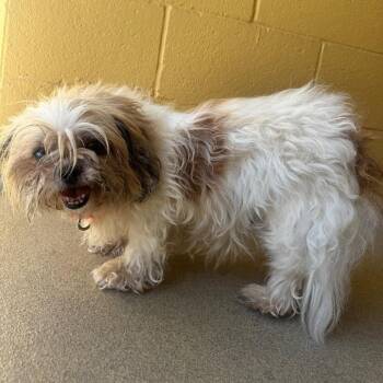 Tiana -  Shih Tzu Dog for Adoption in West Palm Beach, Florida - Tiana | PetCurious
