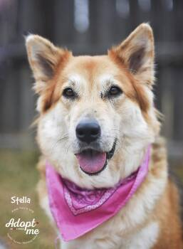 German Shepherd Dog and Collie Dogs Available for Adoption in Humble, Texas - Stella | PetCurious