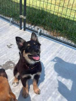 Granny Smith -  Border Collie and Siberian Husky Dog for Adoption in Bolivar, Missouri - Granny Smith | PetCurious