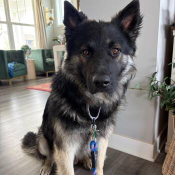 Shepherd Dogs Available for Adoption in Buffalo, Minnesota - Ridge | PetCurious
